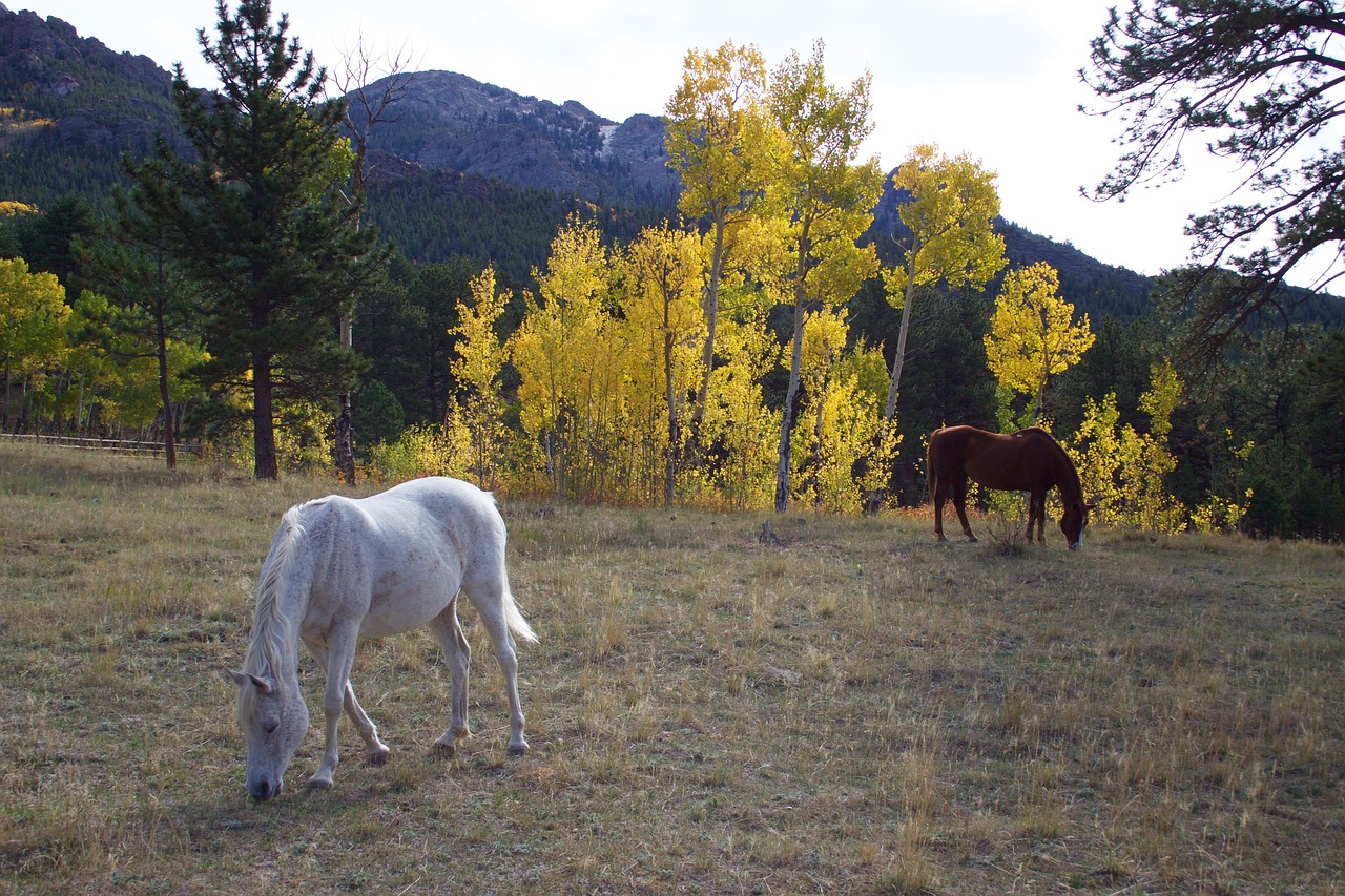 Car Insurance Quotes Colorado