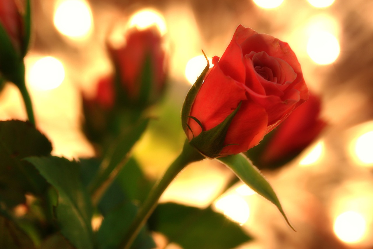 Happy Valentines Day Greetings with Valentine Day SMS & Valentine Wishes
