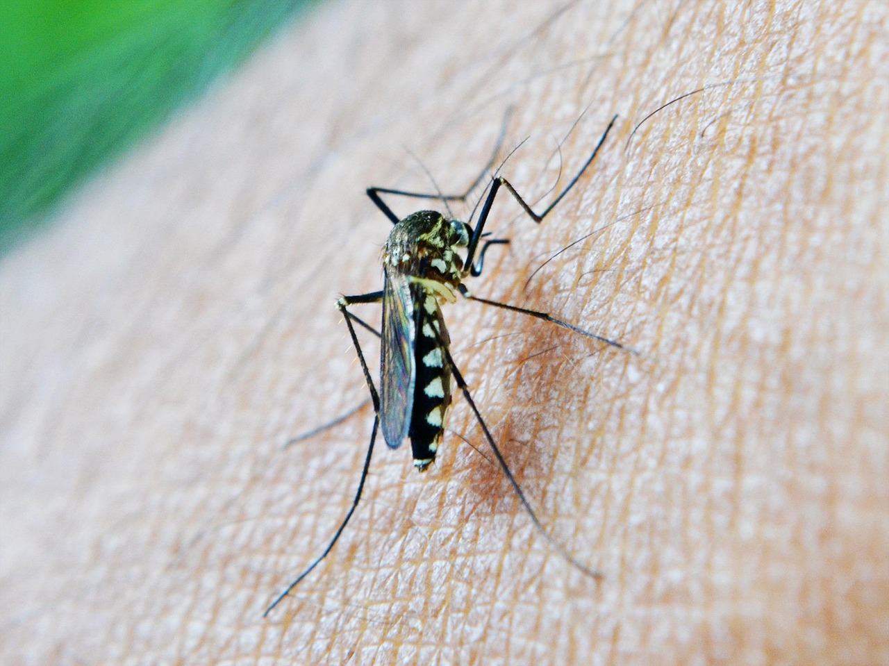 insect bites and stings